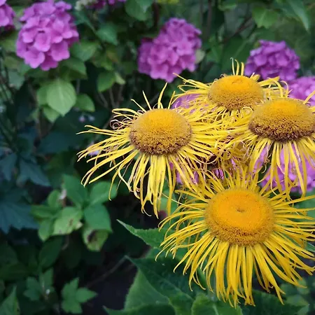 5 Person In Hejls-by Traum 펜션 *